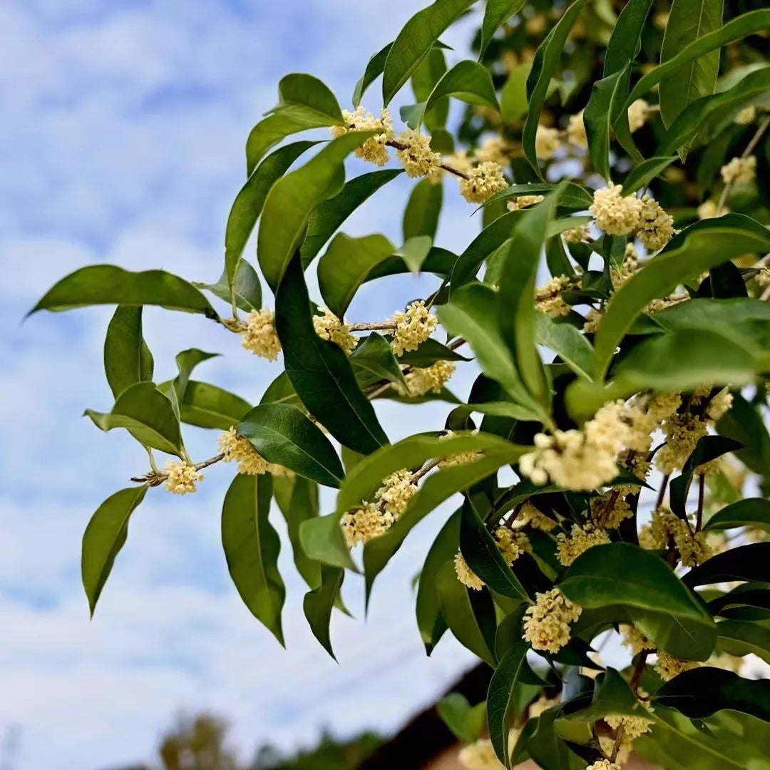 Osmanthus Qimen black Tea